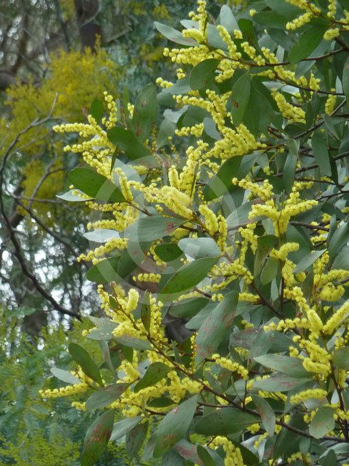 Acacia phlebophylla Acacia phlebophylla Buffalo Sallow Wattle information amp photos