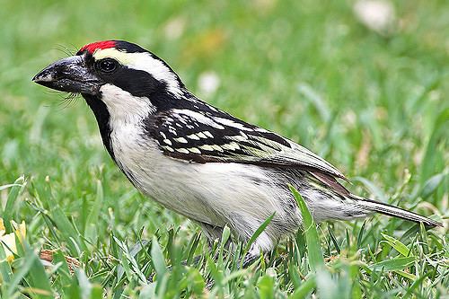 Acacia pied barbet Acacia Pied Barbet Tricholaema leucomelas Overcast today Flickr