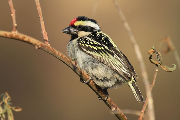 Acacia pied barbet Acacia Pied Barbet Bird amp Wildlife Photography by Richard and