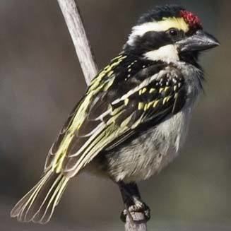 Acacia pied barbet wwwbiodiversityexplorerorgbirdslybiidaeimages