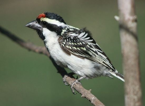 Acacia pied barbet Acacia Pied Barbet BirdForum Opus