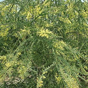 Acacia pravissima Acacia pravissima Ovens Wattle Information Pictures