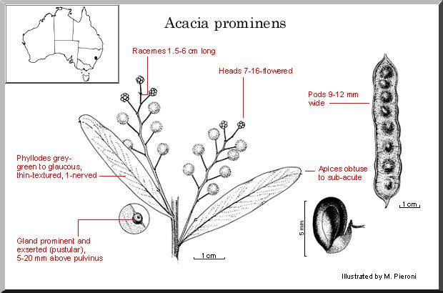 Acacia prominens Acacia prominens WATTLE