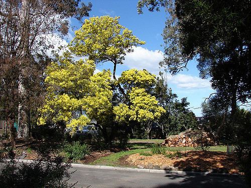 Acacia prominens Acacia prominens 39Golden Rain Wattle 39 Native to Austral Flickr