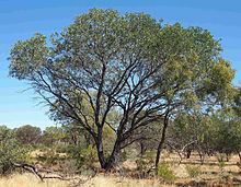 Acacia pruinocarpa httpsuploadwikimediaorgwikipediacommonsthu