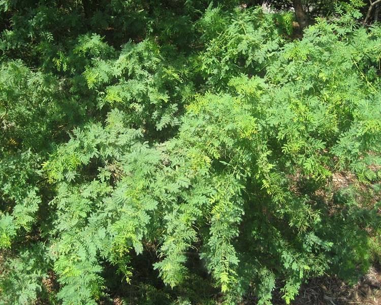 Acacia pubescens GardensOnline Acacia pubescens