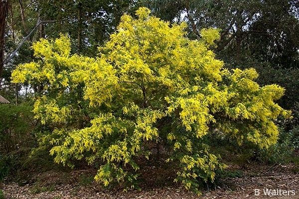 Acacia pubescens anpsaorgaujpg4imp0560jpg