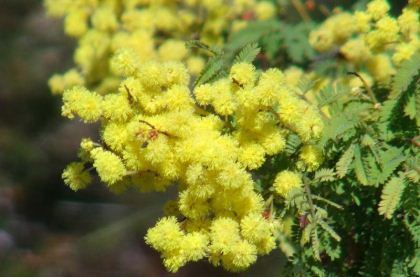 Acacia pubescens GardensOnline Acacia pubescens