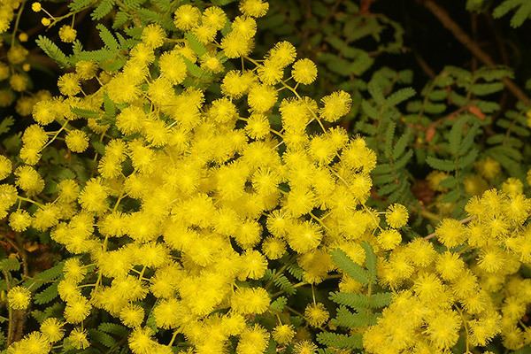 Acacia pubescens 940923ajpg