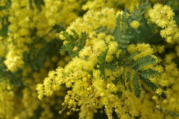 Acacia pubescens Acacia pubescens Andrew Flickr