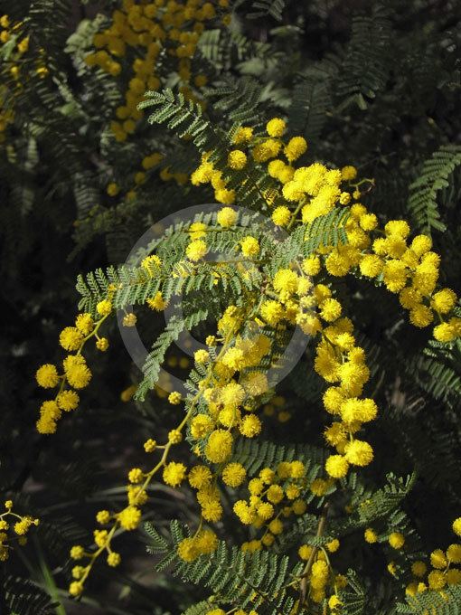 Acacia pubescens Acacia pubescens Downy Wattle information amp photos