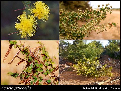 Acacia pulchella Acacia pulchella RBr FloraBase Flora of Western Australia