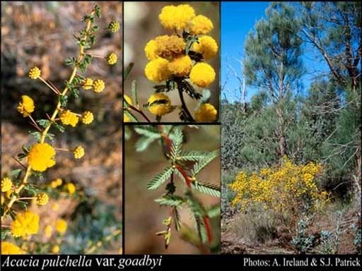 Acacia pulchella Acacia pulchella var goadbyi Domin Maslin FloraBase Flora of