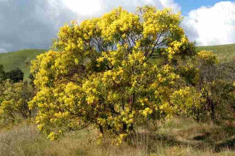 Acacia pycnantha Acacia pycnantha