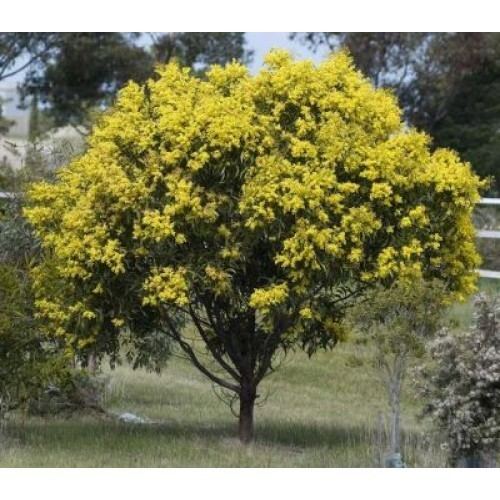 Acacia pycnantha Buy Acacia Pycnantha Golden Wattle Online Plants