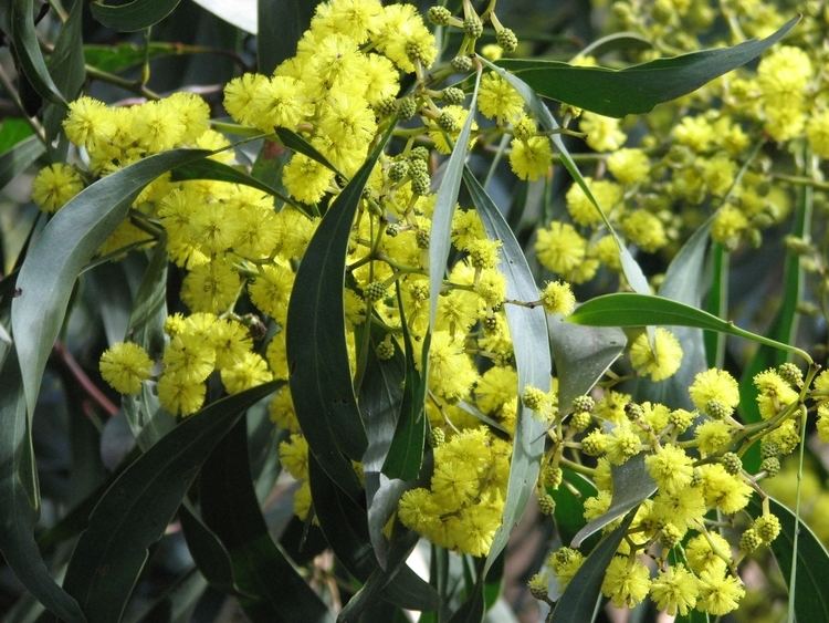 Acacia pycnantha httpsuploadwikimediaorgwikipediacommons99