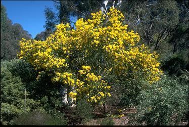 Acacia pycnantha 0292jpg