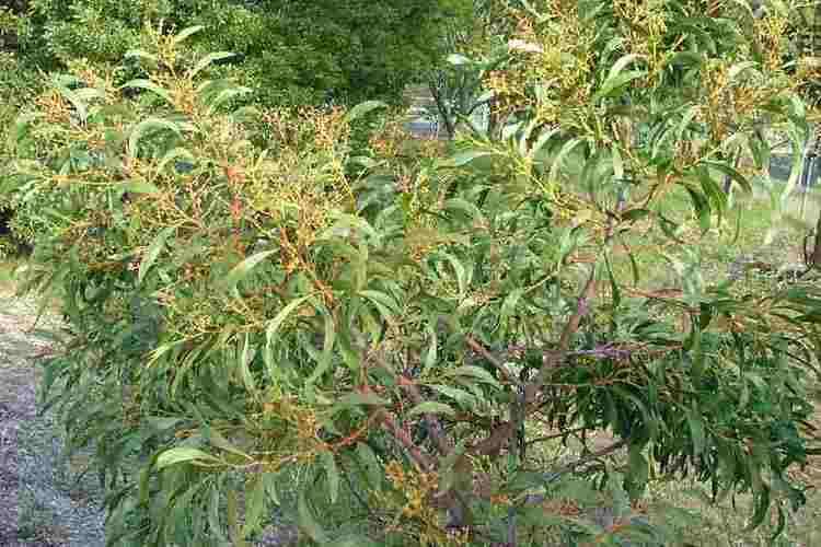 Acacia pycnantha Acacia pycnantha