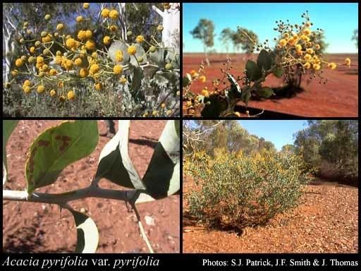 Acacia pyrifolia Acacia pyrifolia DC var pyrifolia FloraBase Flora of Western