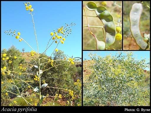 Acacia pyrifolia httpsflorabasedpawwagovausciencetimage35