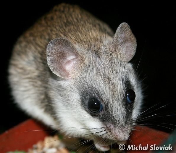 Acacia rat Image Thallomys paedulcus Acacia Rat BioLibcz