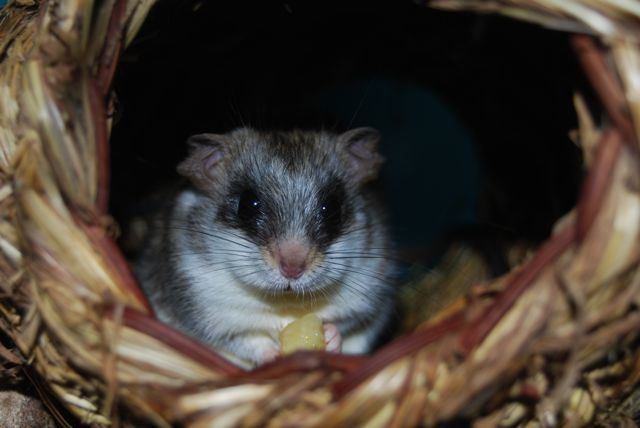 Acacia rat NW England Acacia rats for sale Reptile Forums