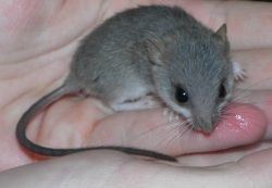 Acacia rat ACACIA RATS Swansea Swansea Pets4Homes