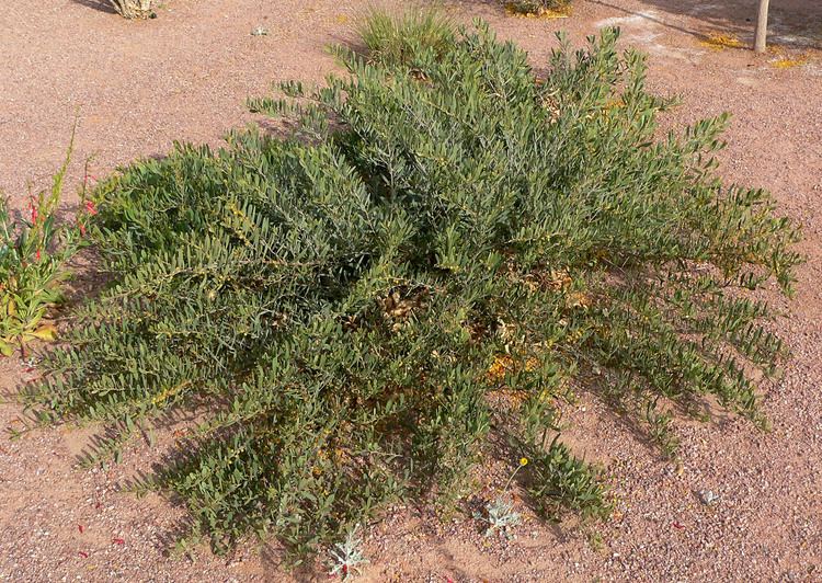 Acacia redolens httpsuploadwikimediaorgwikipediacommons99