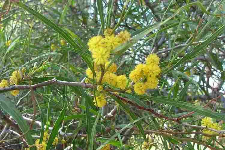 Acacia retinodes Acacia retinodes