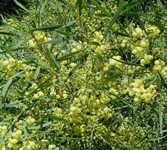 Acacia retinodes pfaforgAdminPlantImagesAcaciaRetinodesjpg