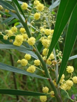 Acacia retinodes Acacia retinodes Hortipedia