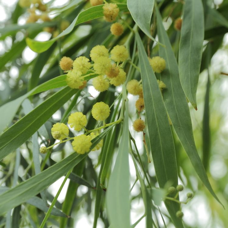 Acacia retinodes FileAcacia retinodesIMG 4384jpg Wikimedia Commons