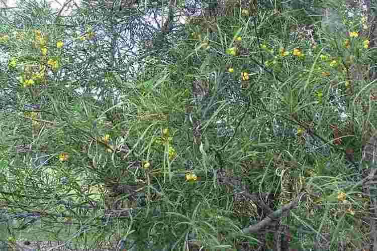 Acacia retinodes Acacia retinodes