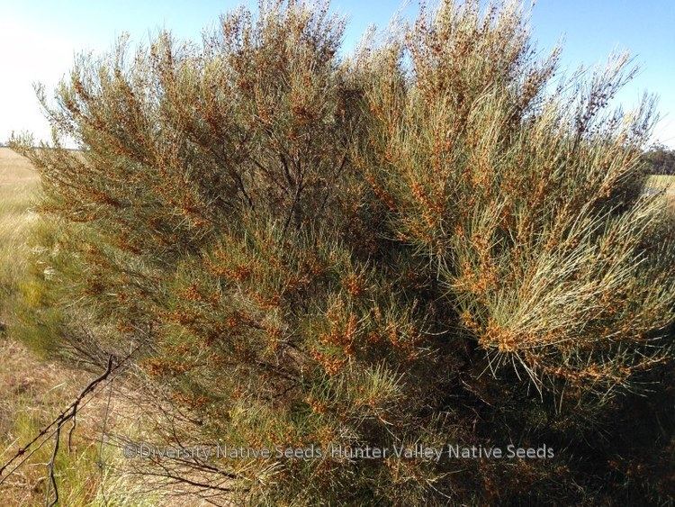 Acacia rigens Acacia rigens needle wattle Diversity Native Seeds