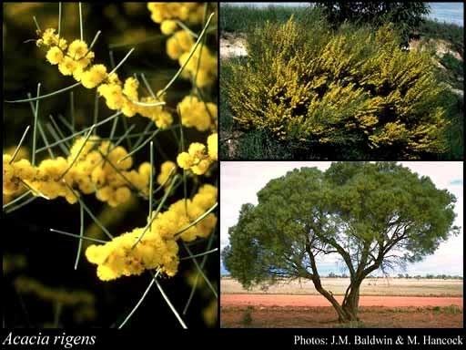 Acacia rigens Acacia rigens GDon FloraBase Flora of Western Australia