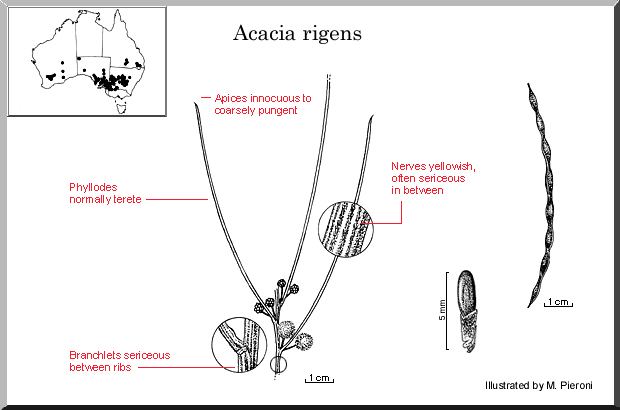 Acacia rigens Acacia rigens WATTLE