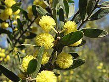 Acacia rostriformis httpsuploadwikimediaorgwikipediacommonsthu