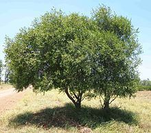 Acacia salicina httpsuploadwikimediaorgwikipediacommonsthu