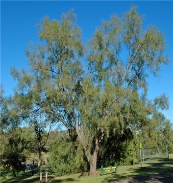 Acacia salicina Factsheet Acacia salicina