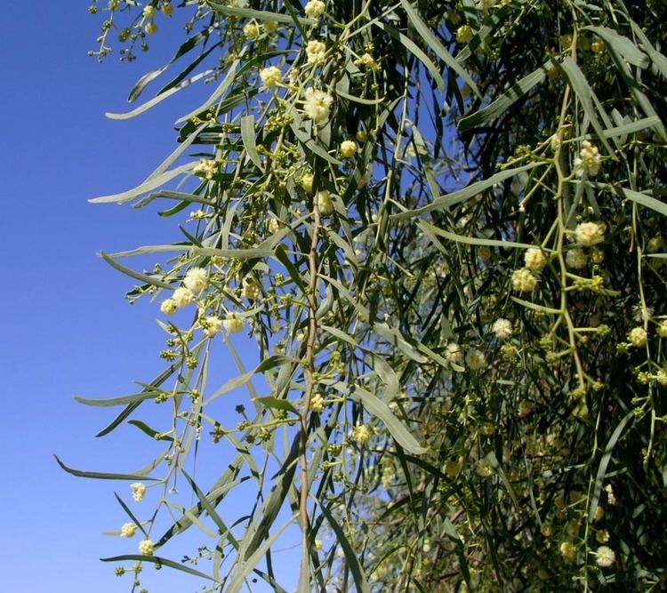 Acacia salicina Acacia salicina flowersjpg