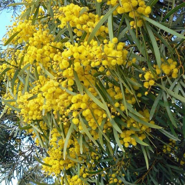 Acacia saligna Australian Seed ACACIA saligna