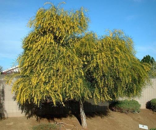Acacia saligna wwwpublicasueducamartinplantsPlant20html2
