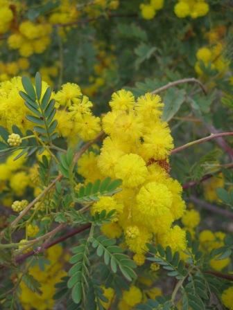 Acacia spectabilis Acacia spectabilis Australian Native Plants Plants 8007016517