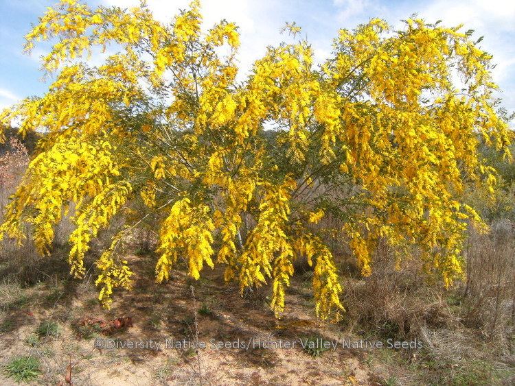 Acacia spectabilis Acacia spectabilis Mudgee wattle Diversity Native Seeds