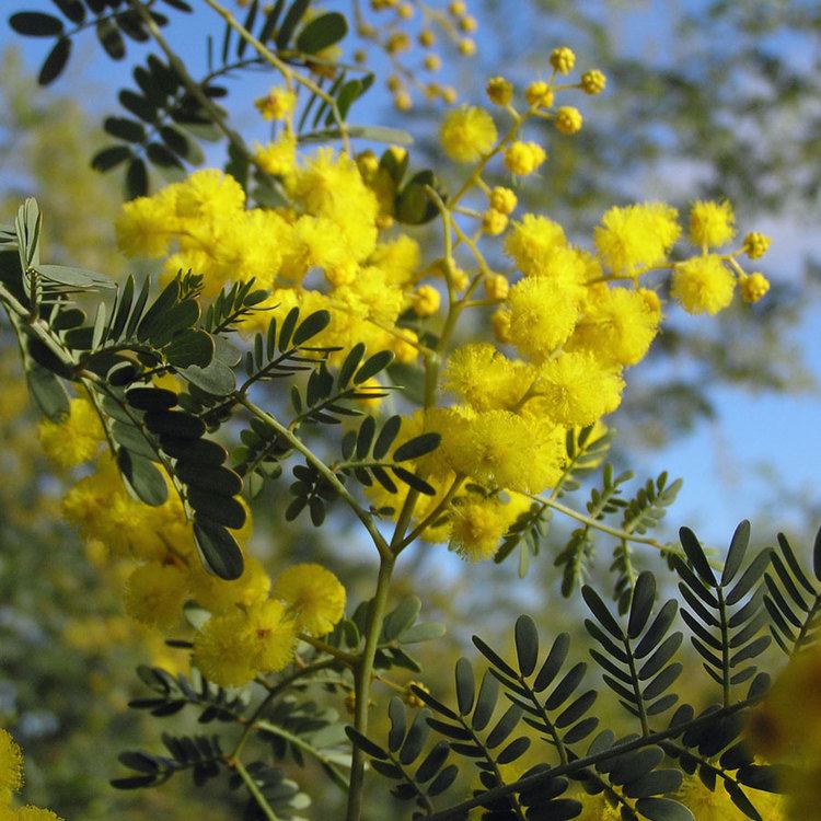 Acacia spectabilis Australian Seed ACACIA spectabilis