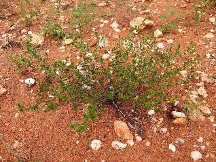 Acacia spondylophylla