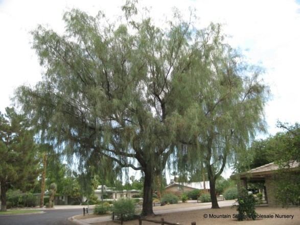 Acacia stenophylla acaciastenophylla1ver587jpg