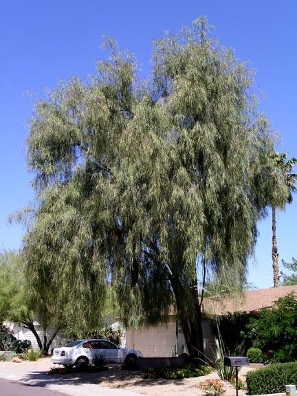 Acacia stenophylla - Alchetron, The Free Social Encyclopedia