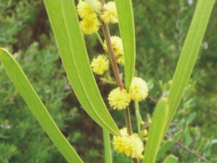 Acacia stricta wwwcapetowninvasivesorgzasitesdefaultfiless