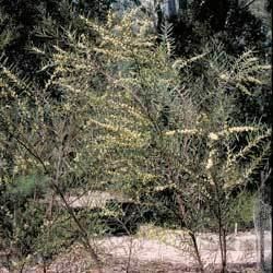 Acacia suaveolens Acacia suaveolens Growing Native Plants